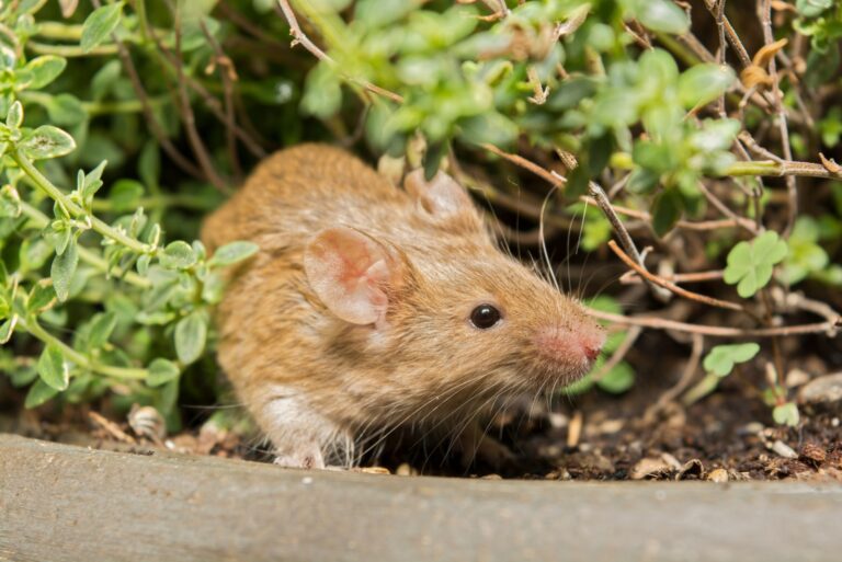 mouse in garden