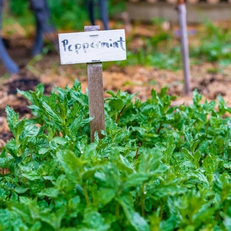 Peppermint