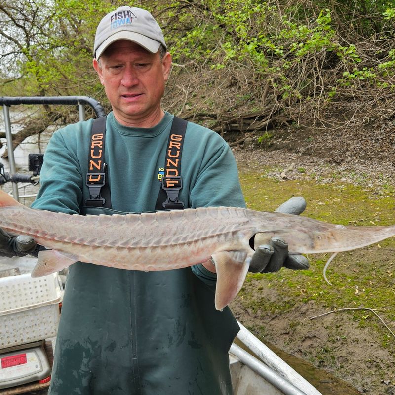 Pallid Sturgeon