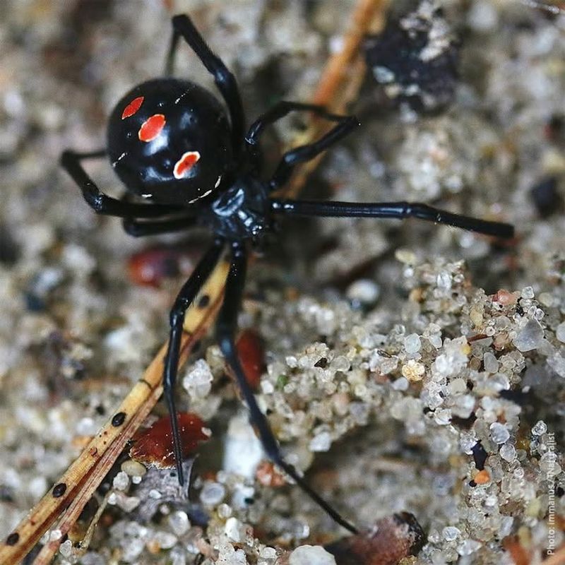 Northern Black Widow Spider