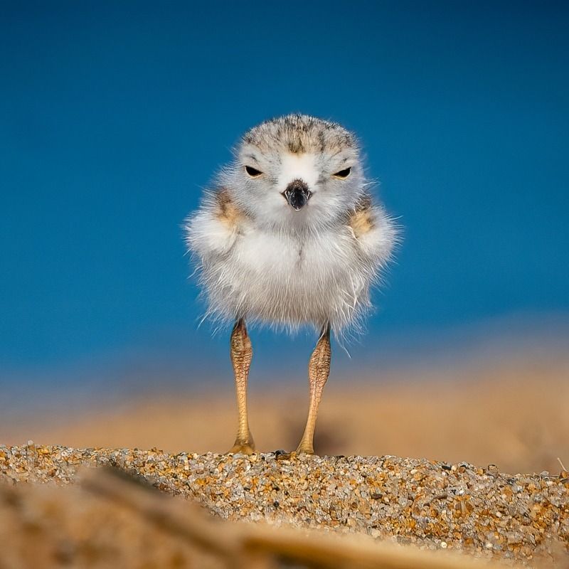 Piping Plover