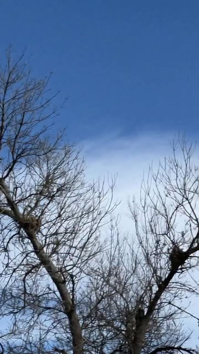 Sneaky Squirrel Dreys Built from Twigs