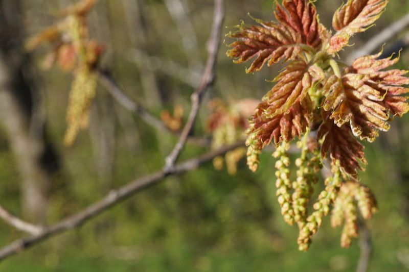 Perfect Weather Conditions Last Spring