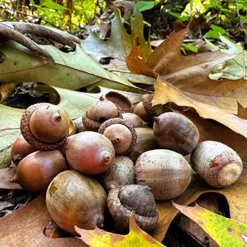 Perfect Weather Conditions Last Spring