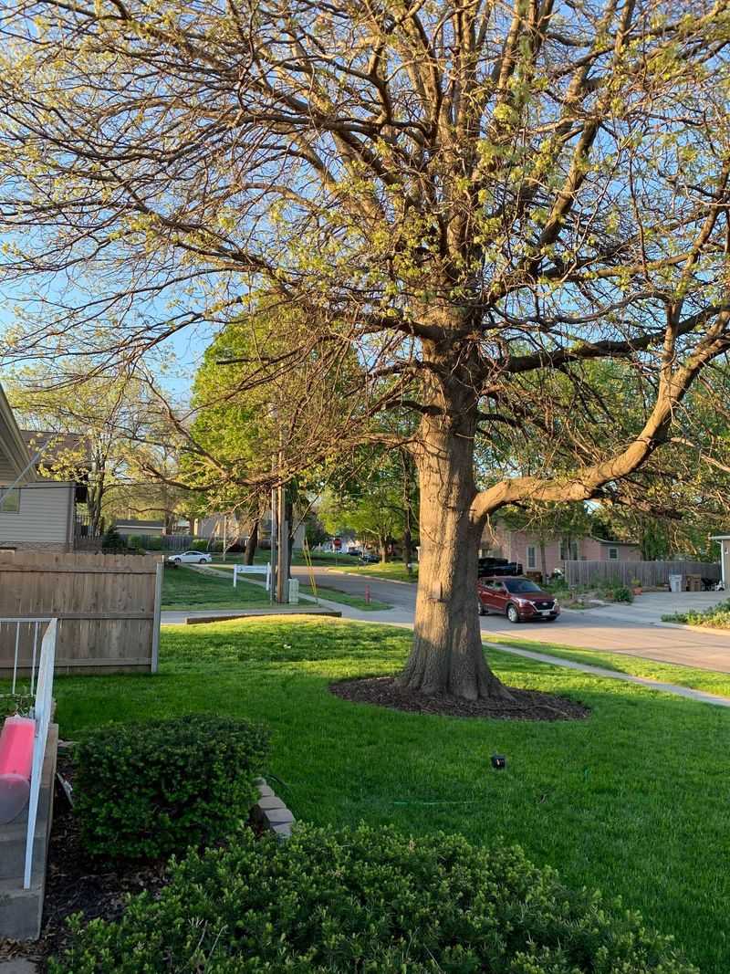 Abundant Rainfall This Summer