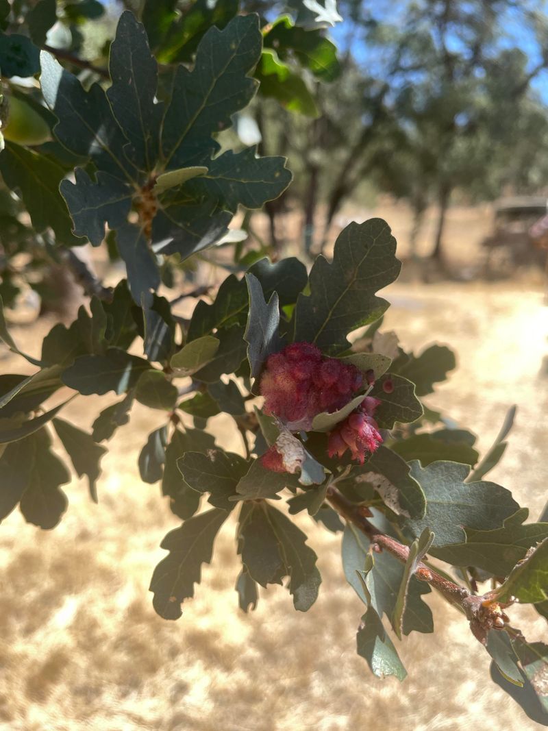 Perfect Weather Conditions Boosted Production