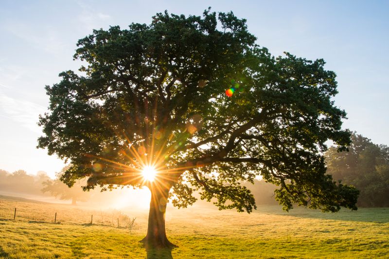 Abundant Sunshine This Summer