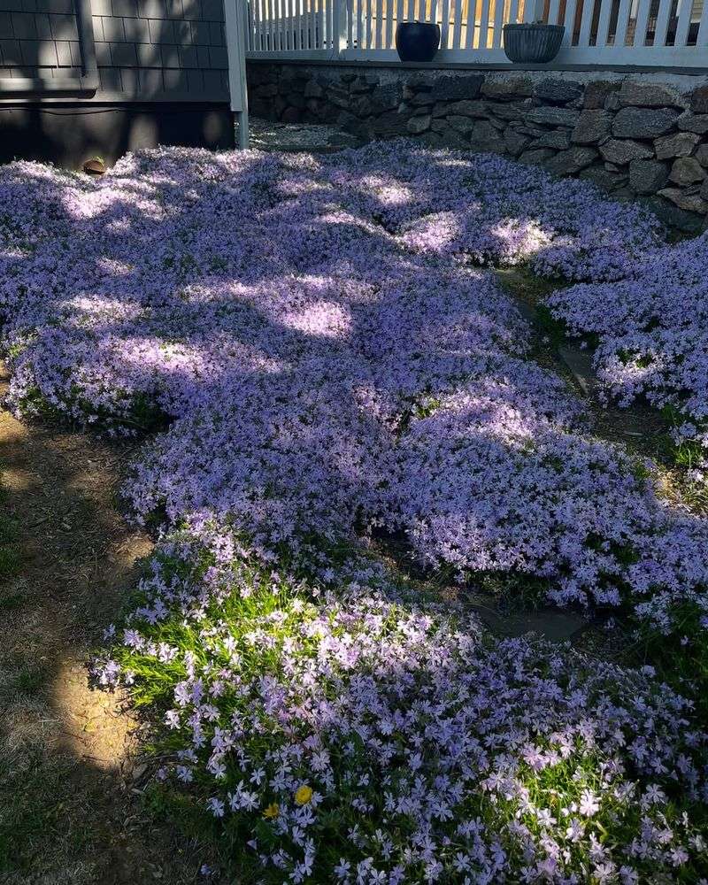 Phlox Subulata