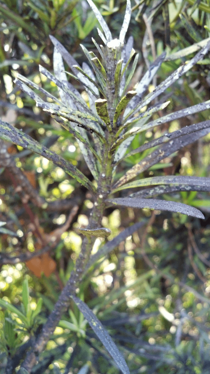 Sooty Mold Grows On The Honeydew