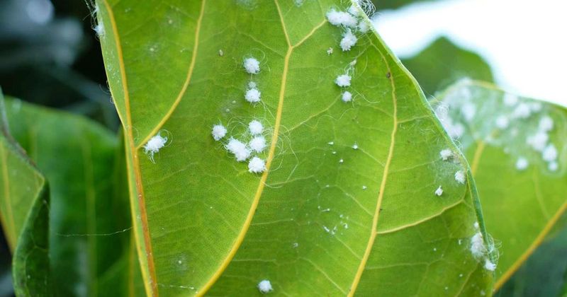 Look For Protective Coverings