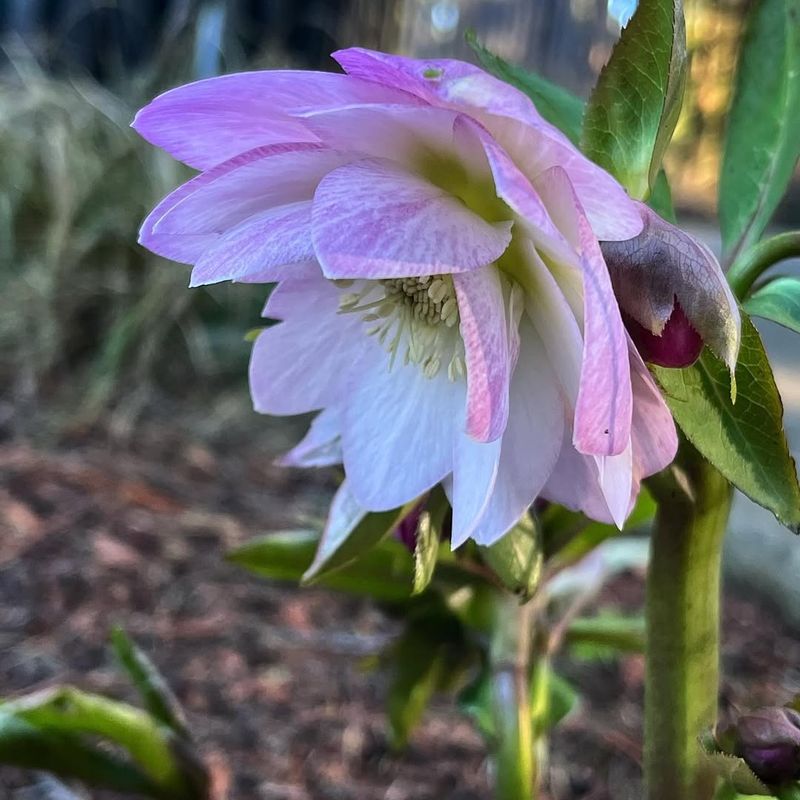 Climate Change May Explain The Unusual Timing