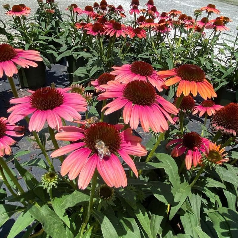 Echinacea Is The Herb I Count On When Cold Season Kicks In