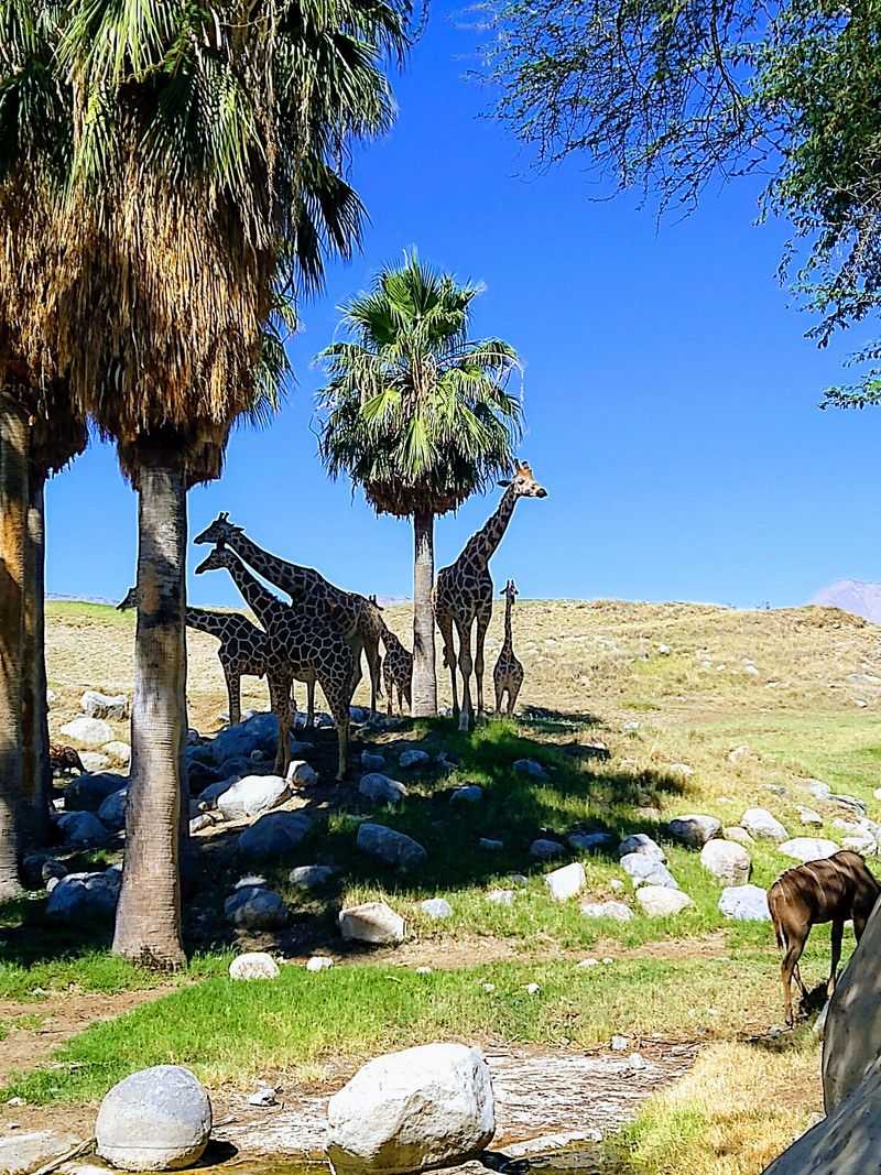 The Living Desert Zoo And Gardens