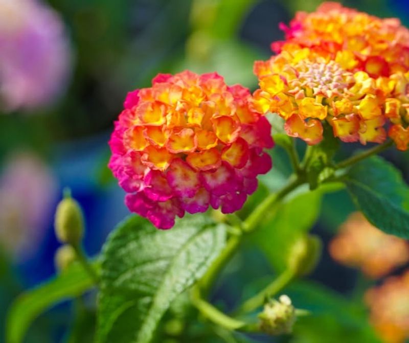Lantana