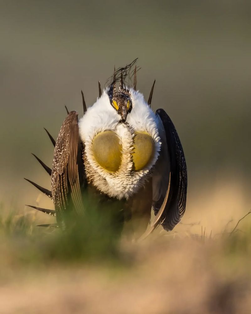 Greater Sage-Grouse