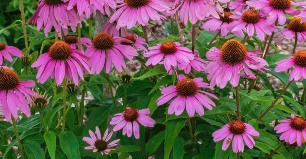 Michigan Gardeners: Now Is The Perfect Time To Plan Your Perennial Cutting Garden – And You Can Start These 3 Seeds Indoors Today