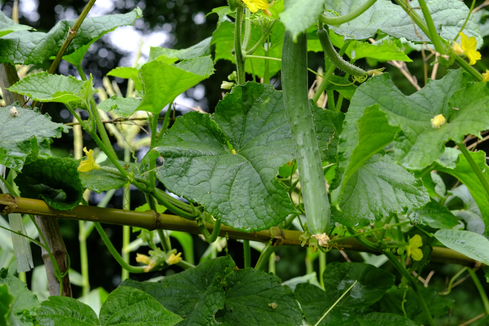 cucumber plants (featured image)