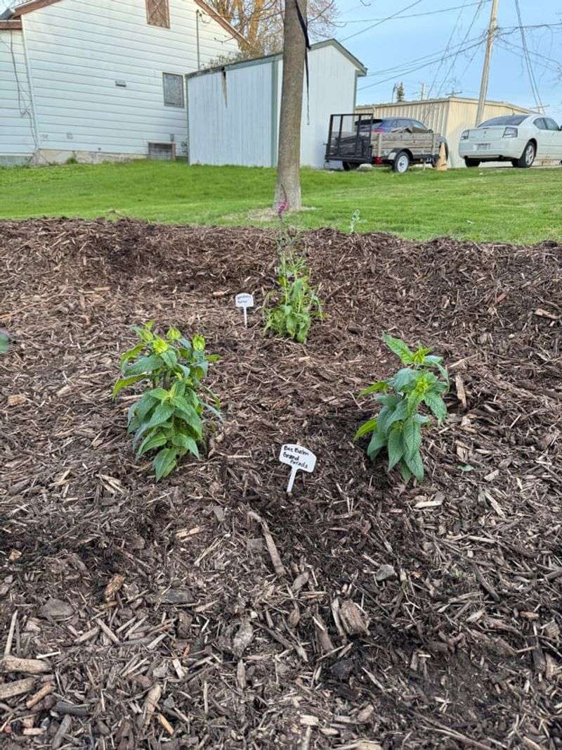 Rain Does The Hard Work For You