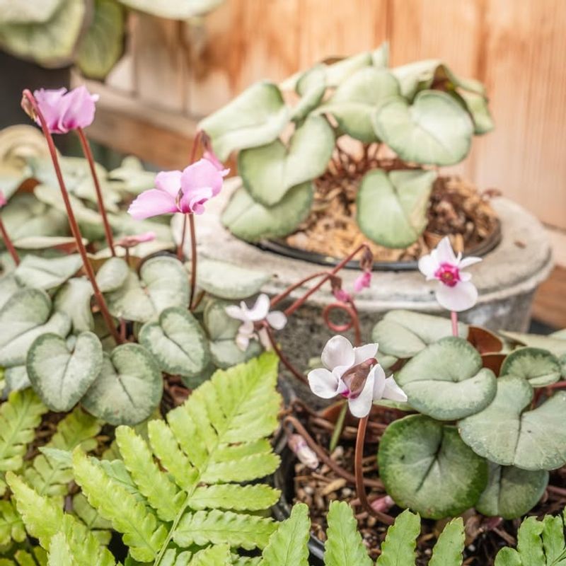 Choosing Hardy Cyclamen Varieties