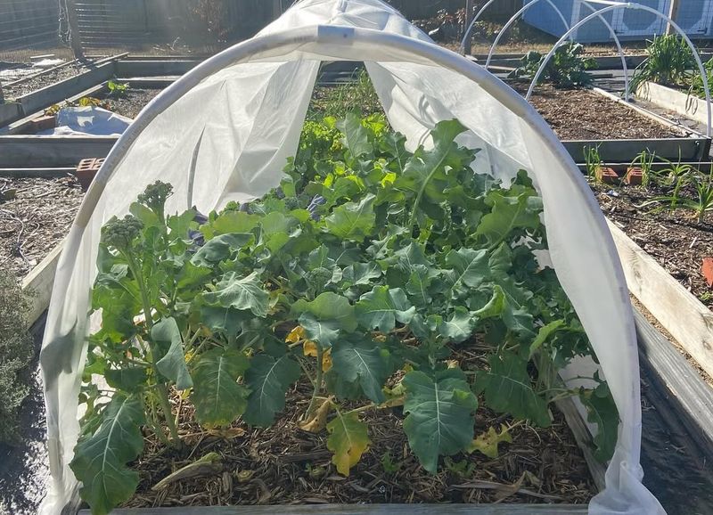 Hoop Houses Extend Growing Season Dramatically