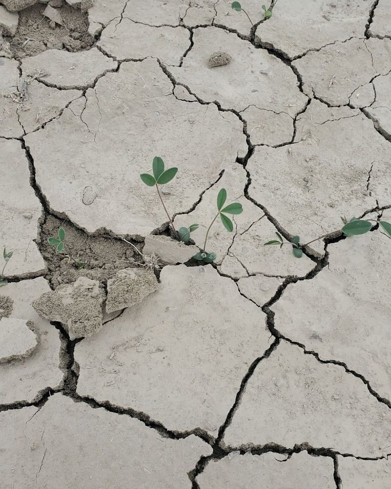 Soil Organic Matter Continues Declining