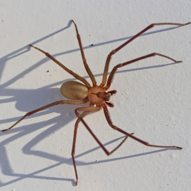 Brown Recluse Spider