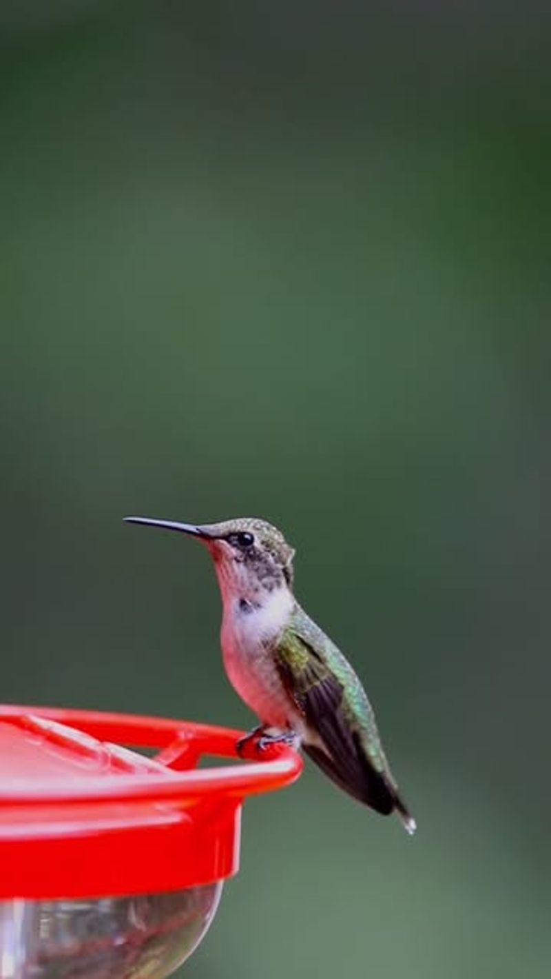 Northern Georgia Versus Southern Georgia Timing