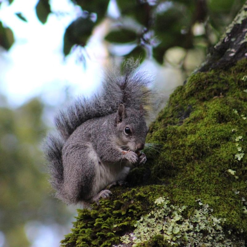 Western Gray Squirrels