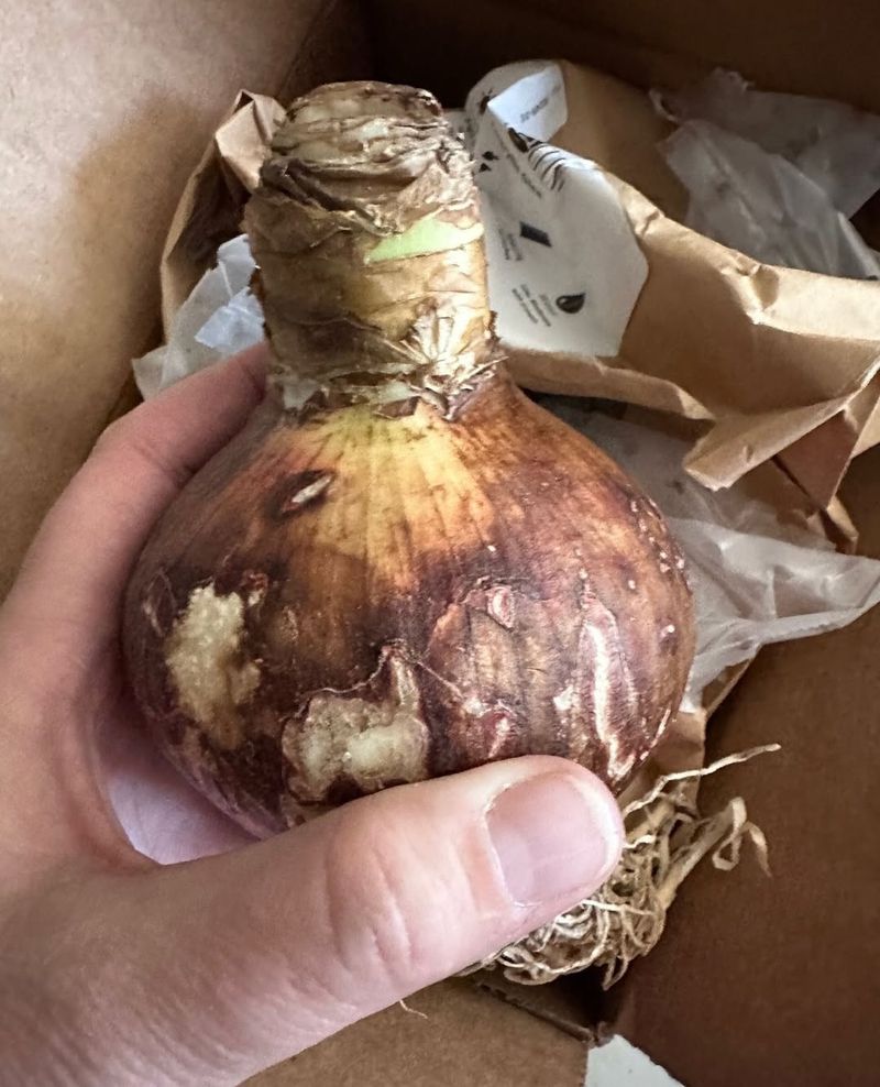 Bulb Size and Maturity Level