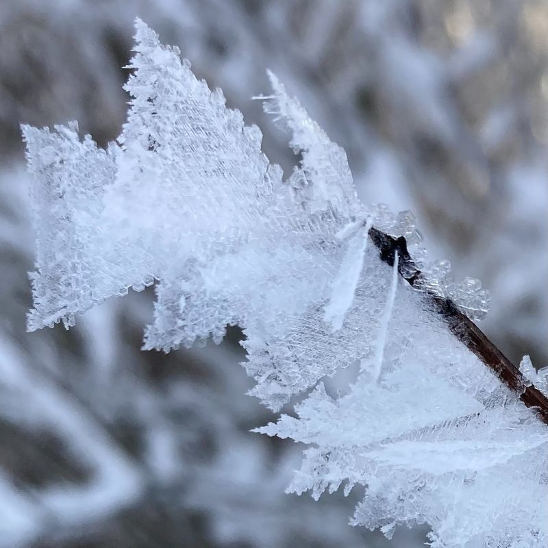 Fewer Late Frost Events Protected Early Blooms