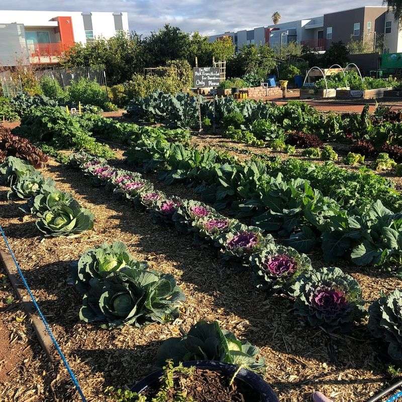 Strategic Planting Times In September And October