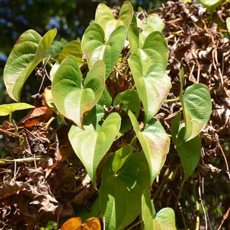 Air Potato Vine Drops Bulbils Like Bombs