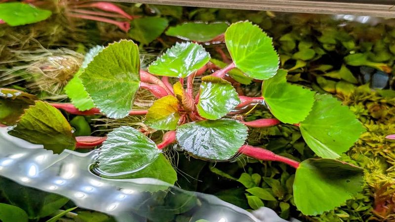 Water Chestnut (Trapa natans)