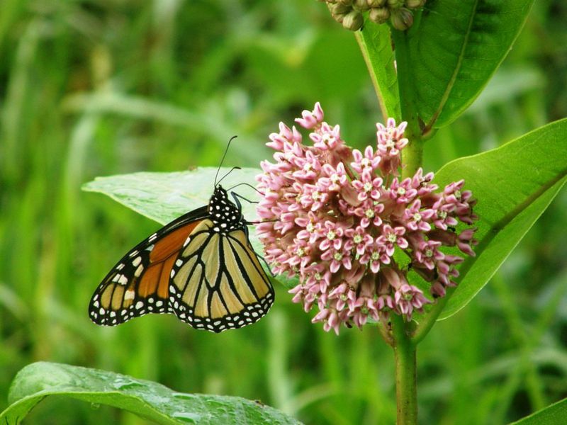 Growing Milkweed Is Surprisingly Easy