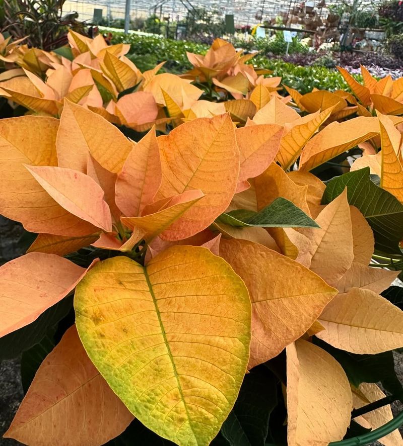 Prevents Leaf Edges From Turning Brown