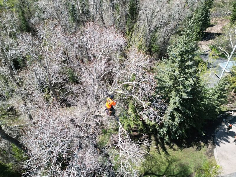Diseased Elms with Dutch Elm Disease