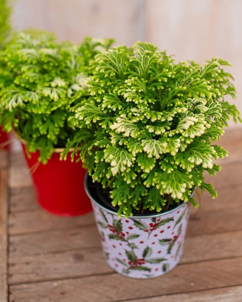 Mistletoe Bundles For Doorway Tradition