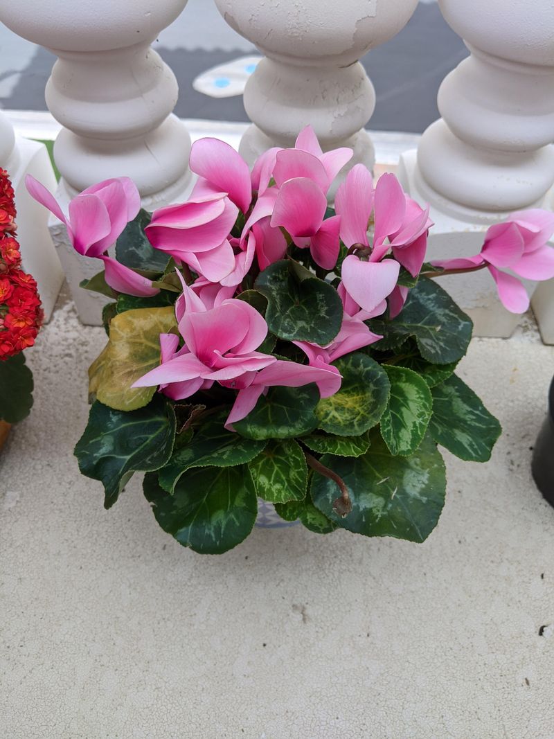 Perfect Container Plants For Porches And Patios