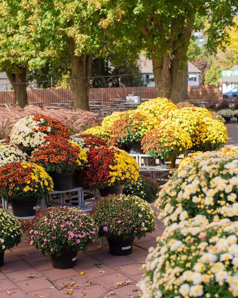 Extended Bloom Time Lasts Through Thanksgiving