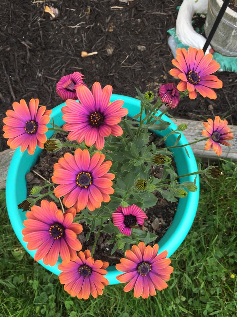 Abundant Sunshine Year-Round