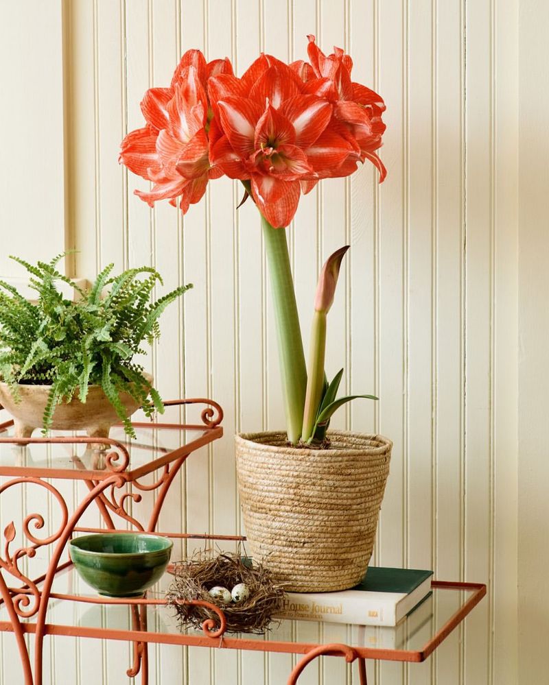 Better Air Quality For Plant Health