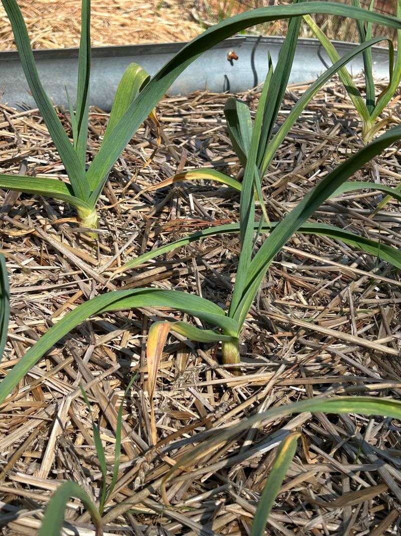 Garlic Fits Perfectly Into Small Garden Spaces