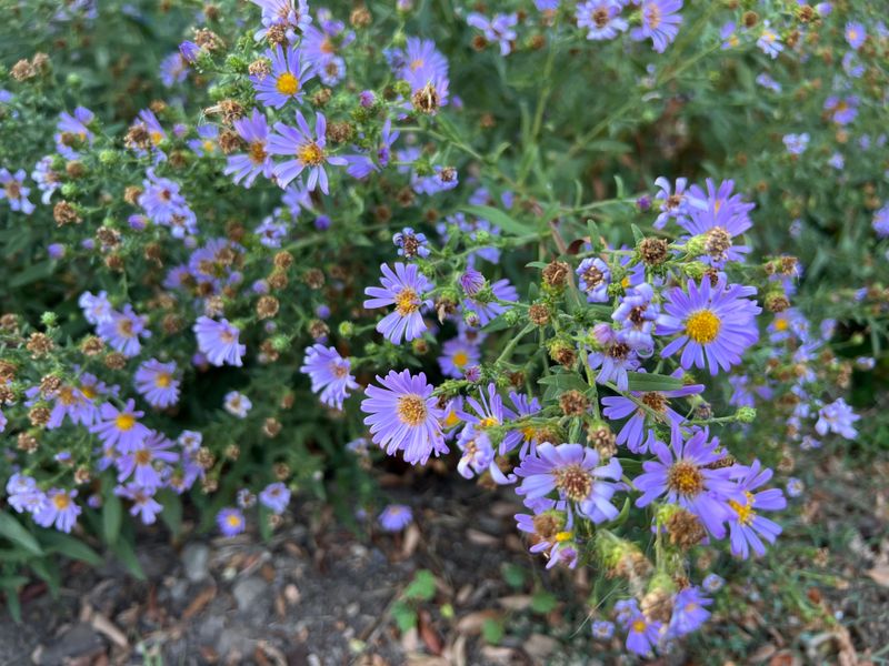 Excellent For Wildlife Habitat Gardens