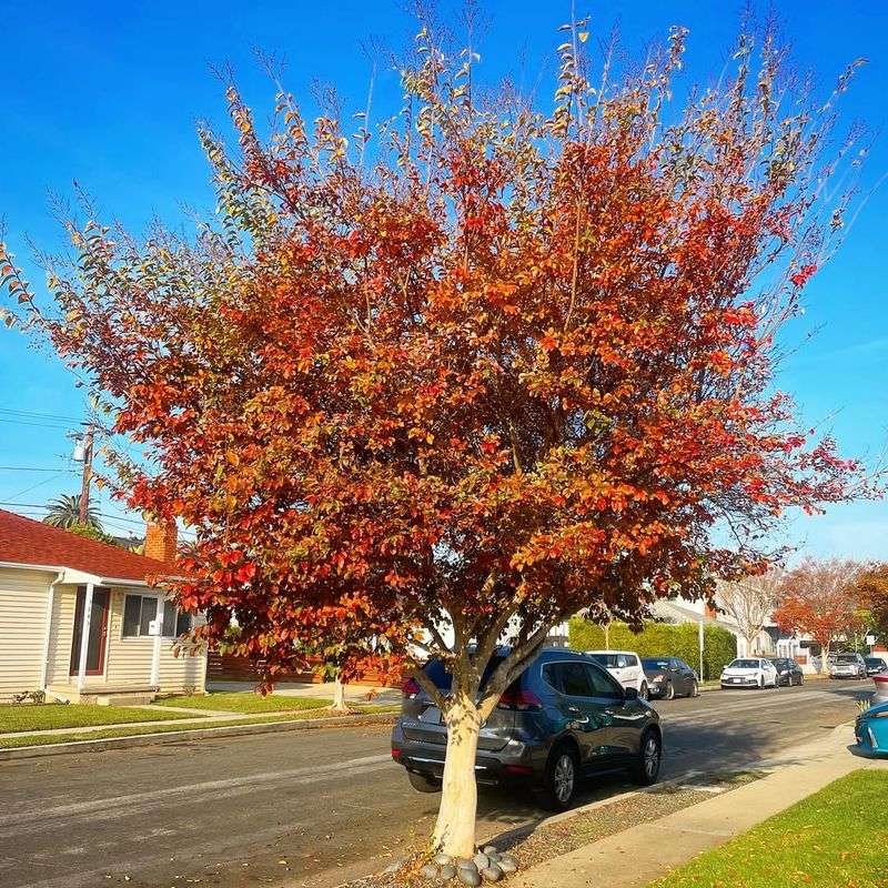 Vibrant Fall Foliage Extends The Show