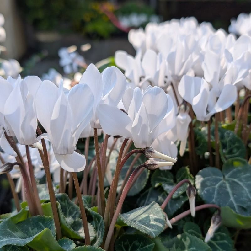 Shade-Tolerant Beauties For North-Facing Porches