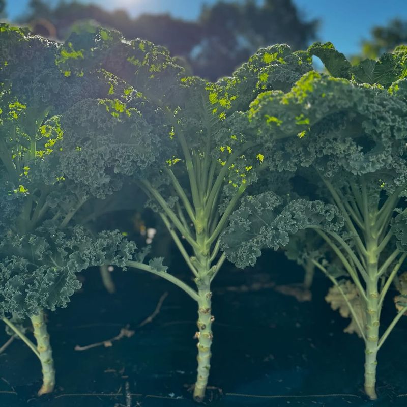 Nutritional Content Peaks During Cold Months