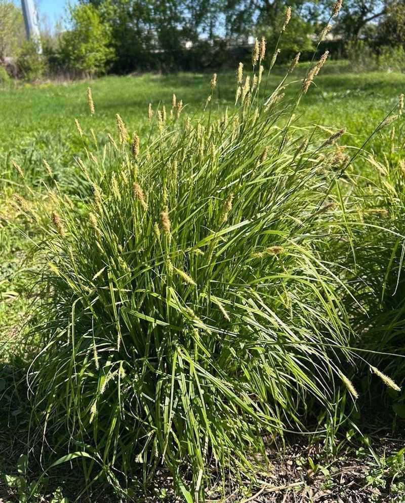 Native Grasses Replace Traditional Lawns