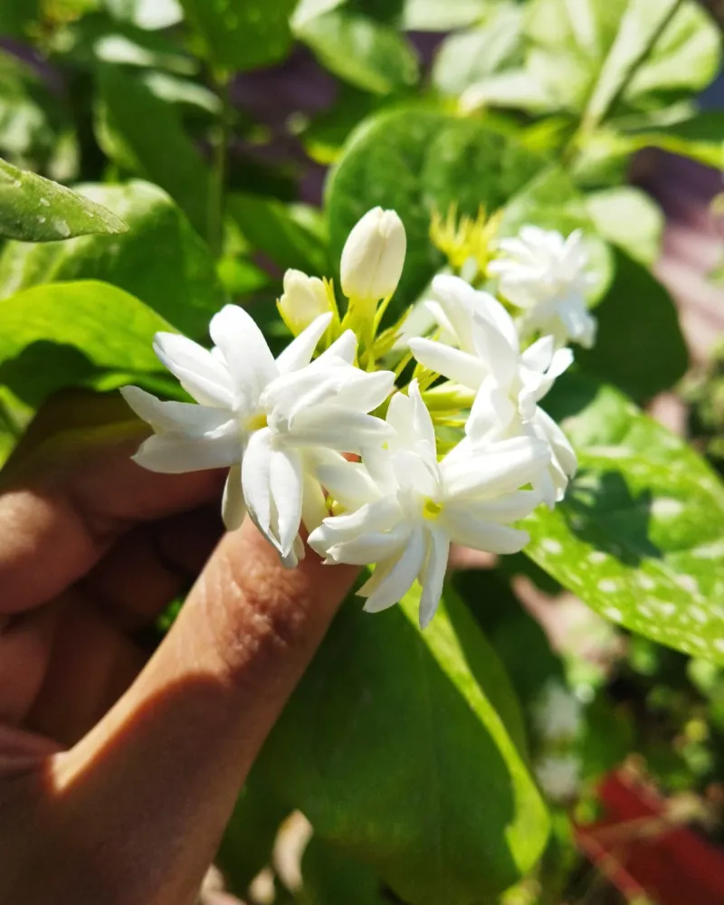 Adapts Plants to Variable Weather