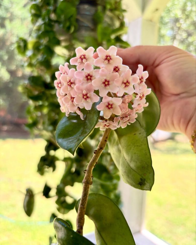 Hoya (Wax Plant)