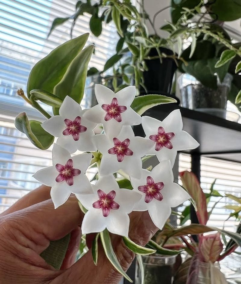 Hoya (Wax Plant)